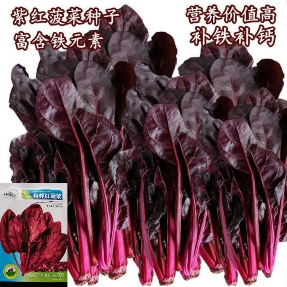 紫红菠菜种子耐寒蔬菜紫菠菜富铁菠菜种籽四季补血菜蔬秋冬育苗
