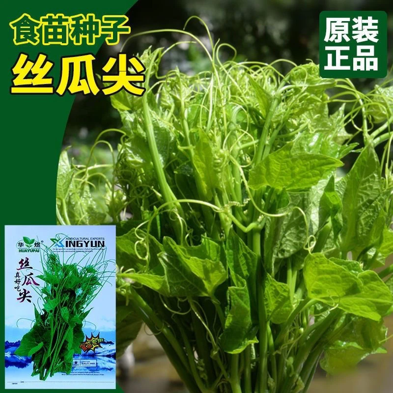 【苞出芽】丝瓜尖种子丝瓜藤尖苗种籽四季佛手瓜嫩尖苋菜花秋冬种