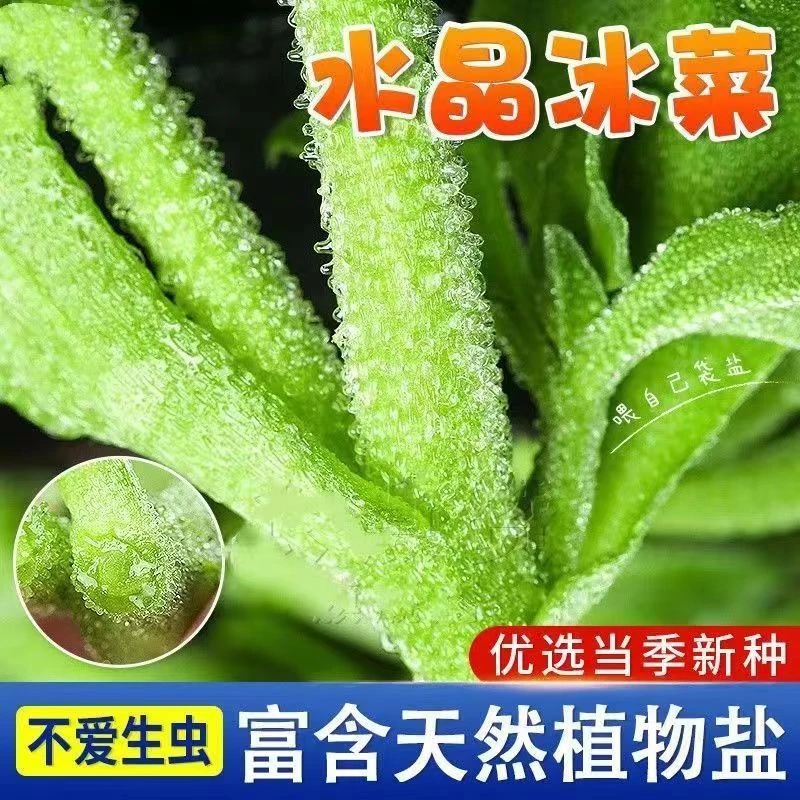 【苞出芽】水晶冰菜种子营养高钙非洲冰草自带冰晶水培蔬秋冬种