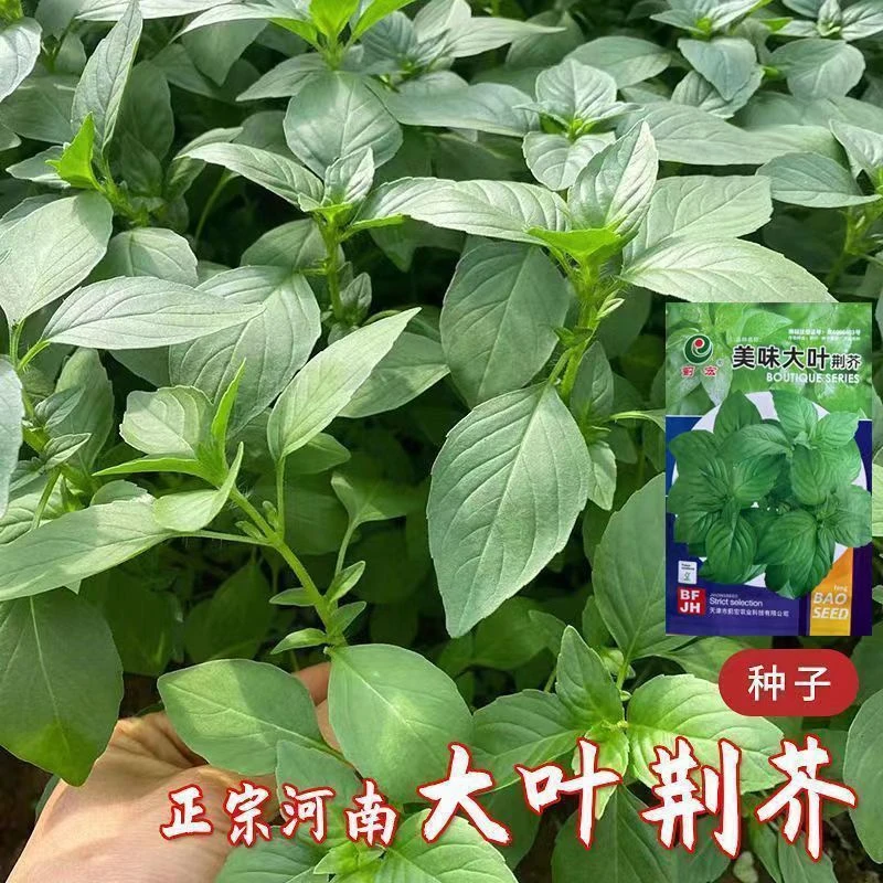 【春播新种】大叶荆芥种子河南荆芥种子四季家庭抗病阳泡沫箱种植