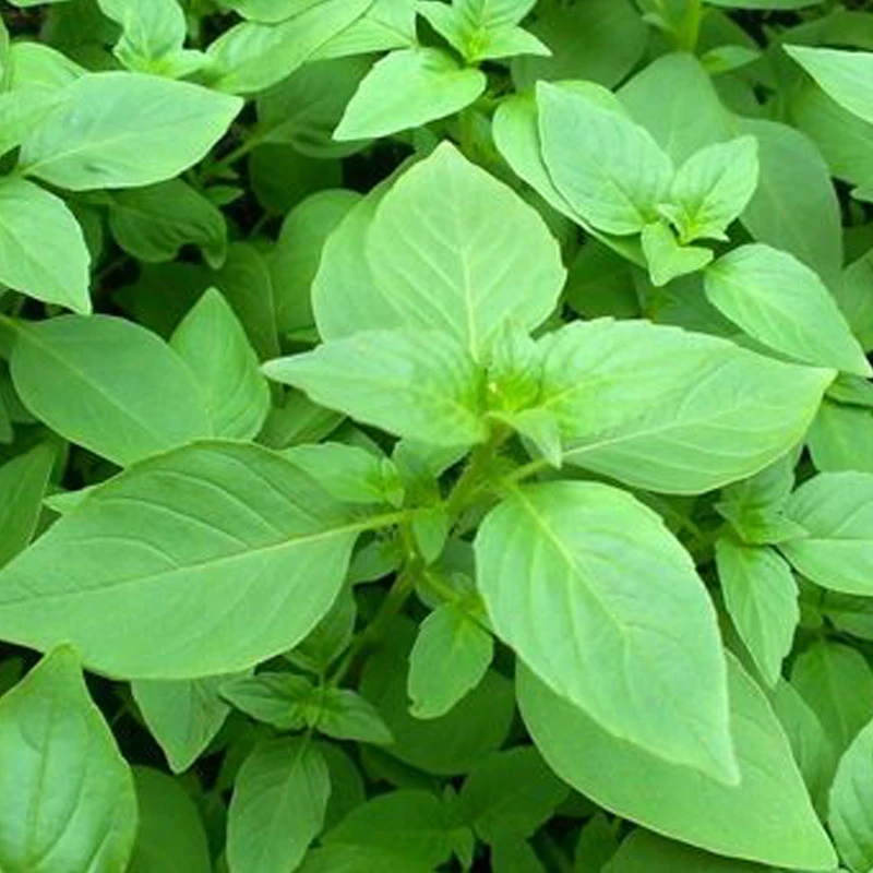 【开春新品】【种子】大叶荆芥种子河南香草四季播种蔬菜种花盆种
