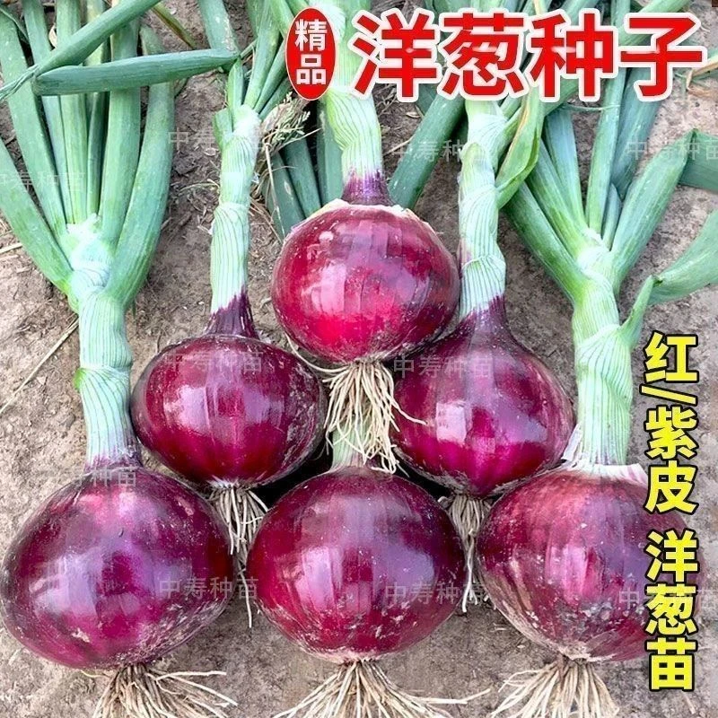 【苞出芽】洋葱种子特大紫皮圆葱盆栽阳台蔬菜种籽早熟秋冬种