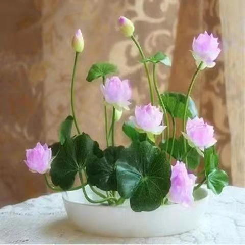 【2单送1包】已开口碗莲睡莲四季开花无土水培植物盆栽春泡沫箱种植