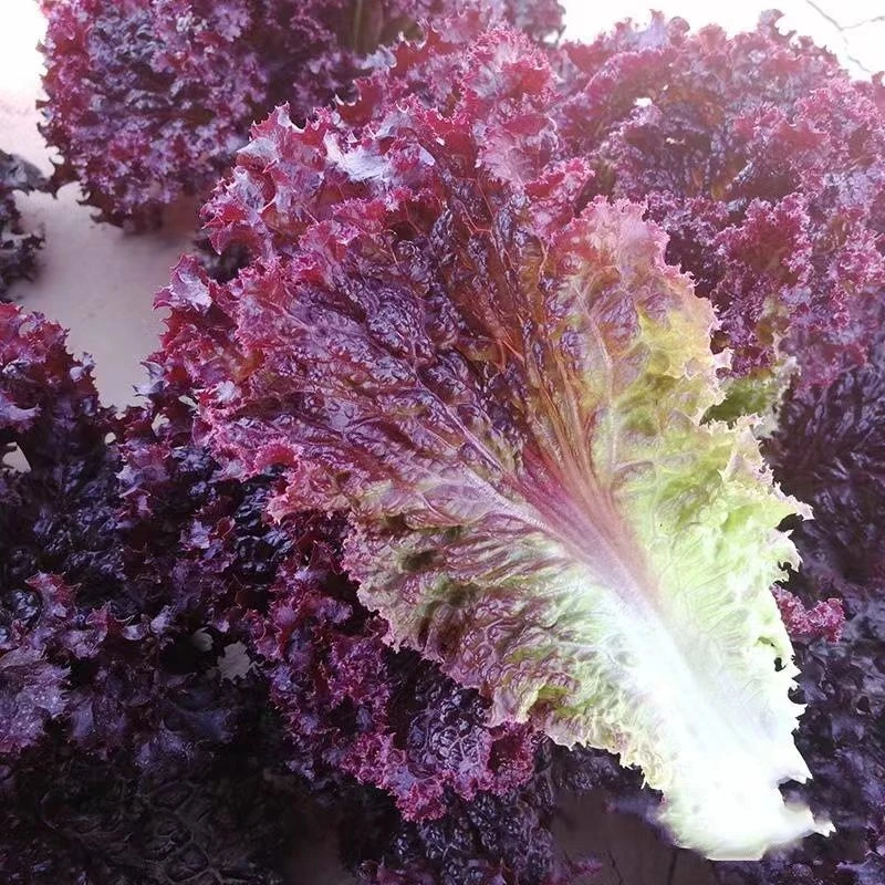 【苞出芽】紫生菜种籽盆栽四季紫叶生菜种孑四季秋冬种