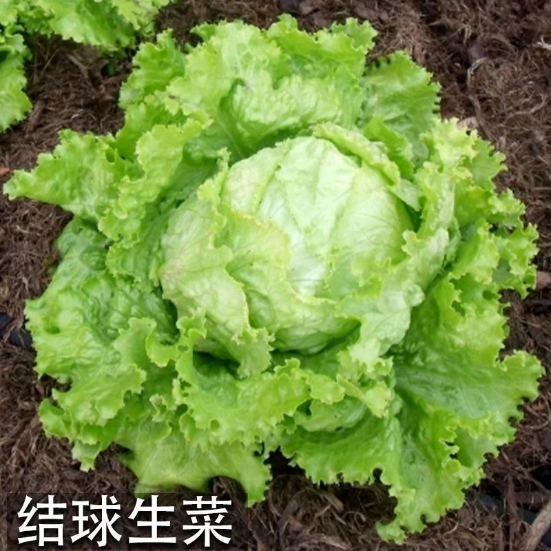 【苞出芽】结球生菜种子圆生菜春夏秋四季播生菜种子球形菜秋冬种