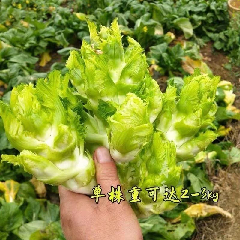 【苞出芽】脆甜儿菜种子四川特产四季播娃娃菜抱子芥菜秋冬种