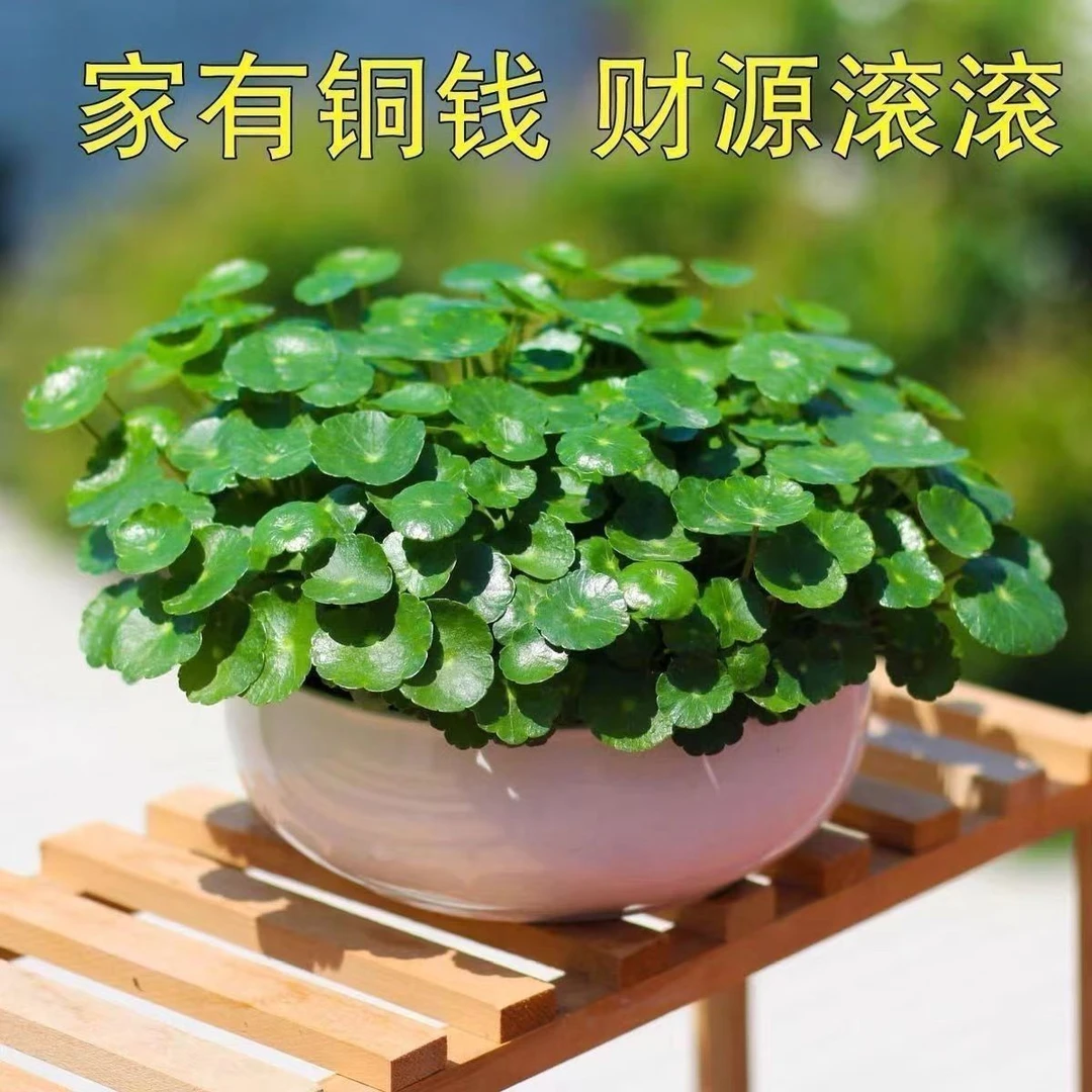 铜钱草种子水培办公室盆栽花卉绿植金钱草绿萝吊兰植物泡沫箱种植