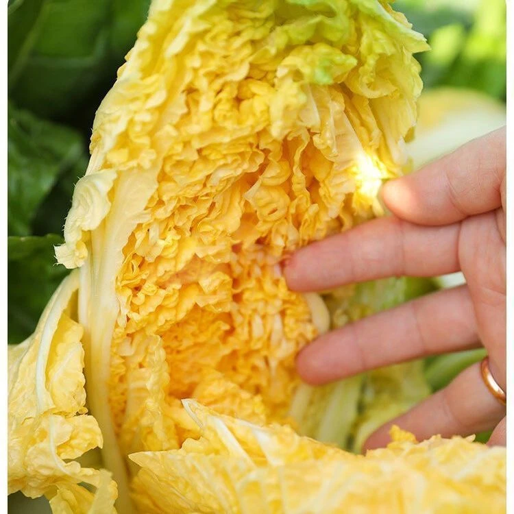 【苞出芽】（拍2发3）鸡蛋黄白菜籽秋季黄心大白菜籽北京小杂56秋冬种