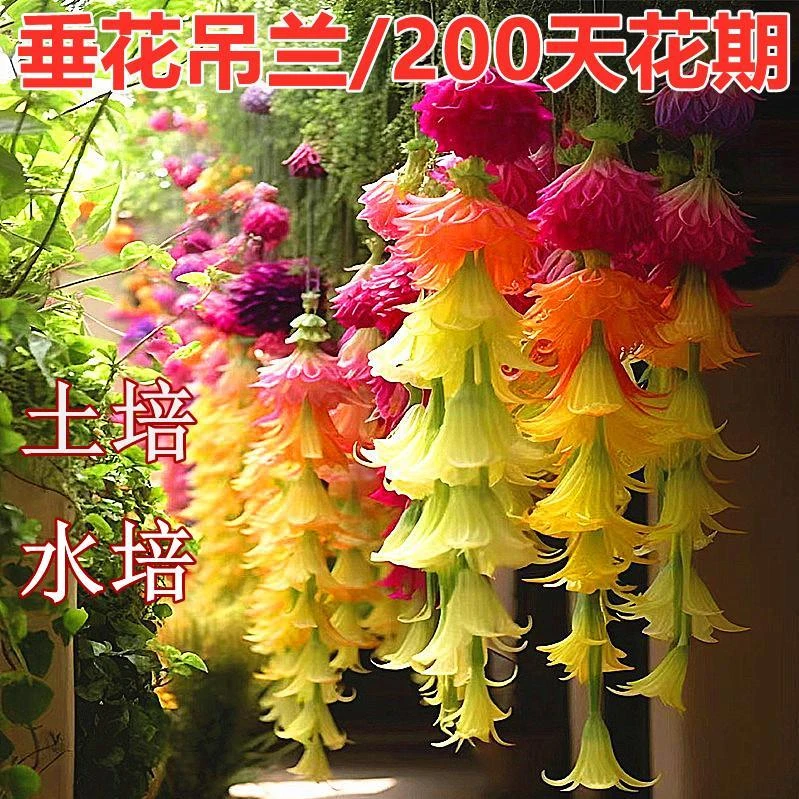 【年年开花】耐寒垂丝吊兰花室内外种植盆栽绿植好养活阳台懒人好