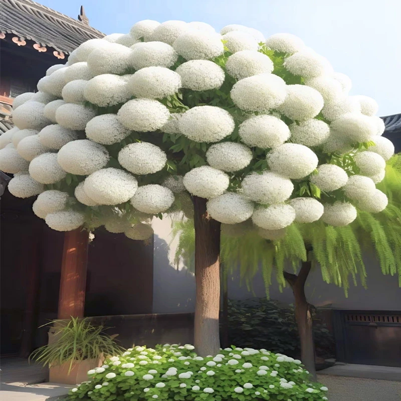 浓香耐寒耐旱昙花精选树苗招财风景树庭院别墅阳台种植室内外盆栽