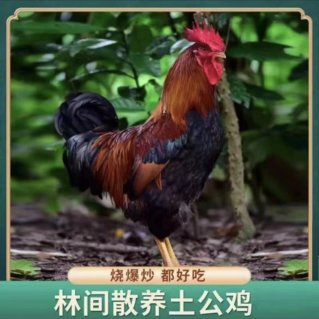 【山林农场】放养150天黄脚土公鸡 肉质鲜嫩 带内脏 3只净重9斤