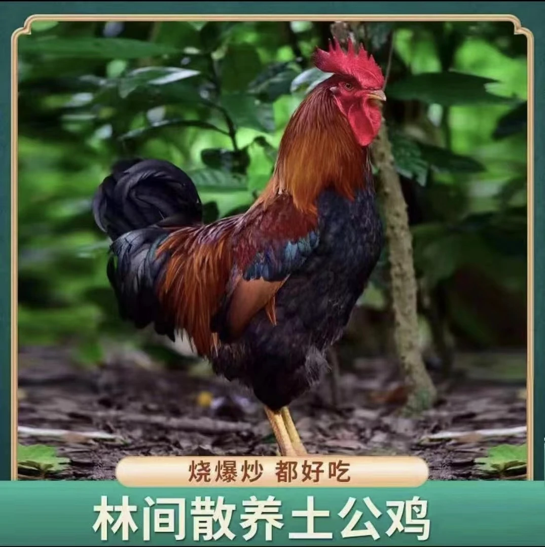 【4只大公鸡.】山村  散养喂养大公鸡到手4只 毛重10多斤 净重8-9斤