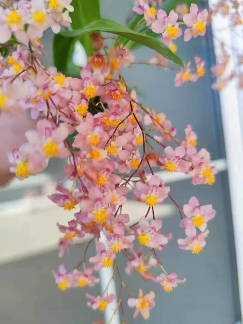 梦香兰粉色绿植盆栽室内阳台客厅桌面
