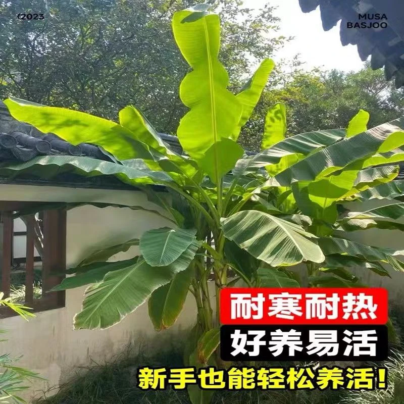 芭蕉树苗矮化香蕉苗粉蕉苗当年结果中蕉9号苹果蕉南方小米蕉苗