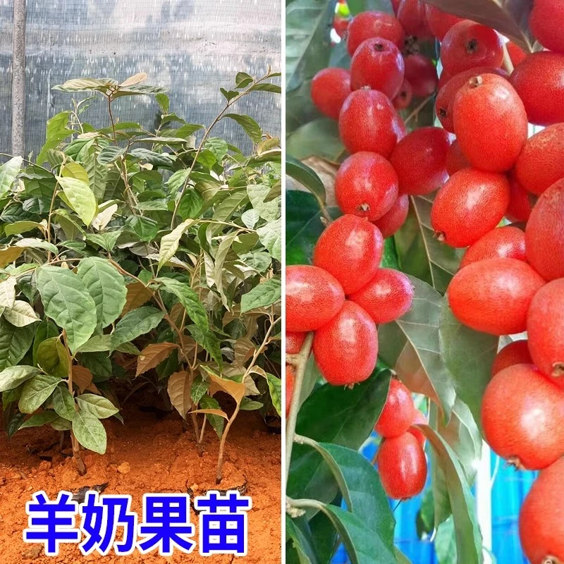 羊奶果苗嫁接盆栽特大鲜果德甜二号果树果苗南北方庭院种植好养活