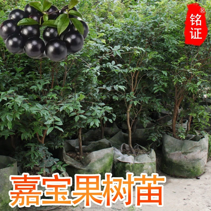 嘉宝果树苗树葡萄沙巴四季早生艾斯卡大树苗四季沙巴艾斯卡嘉宝果