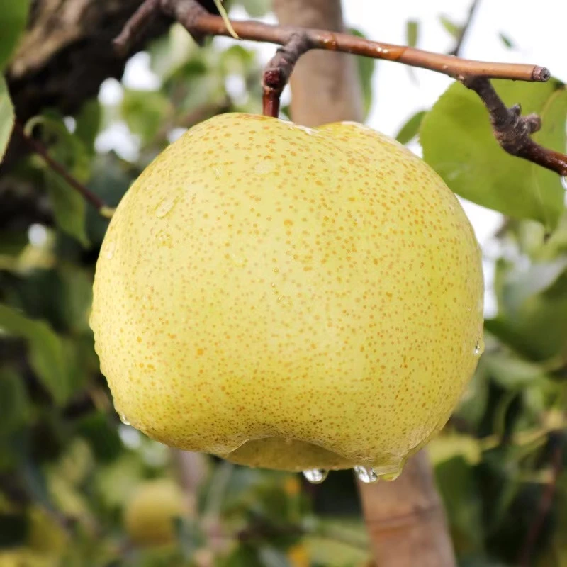 【正宗】1砀山正宗酥梨当季鲜果脆甜多汁皮薄整箱新鲜砀山酥甘甜梨