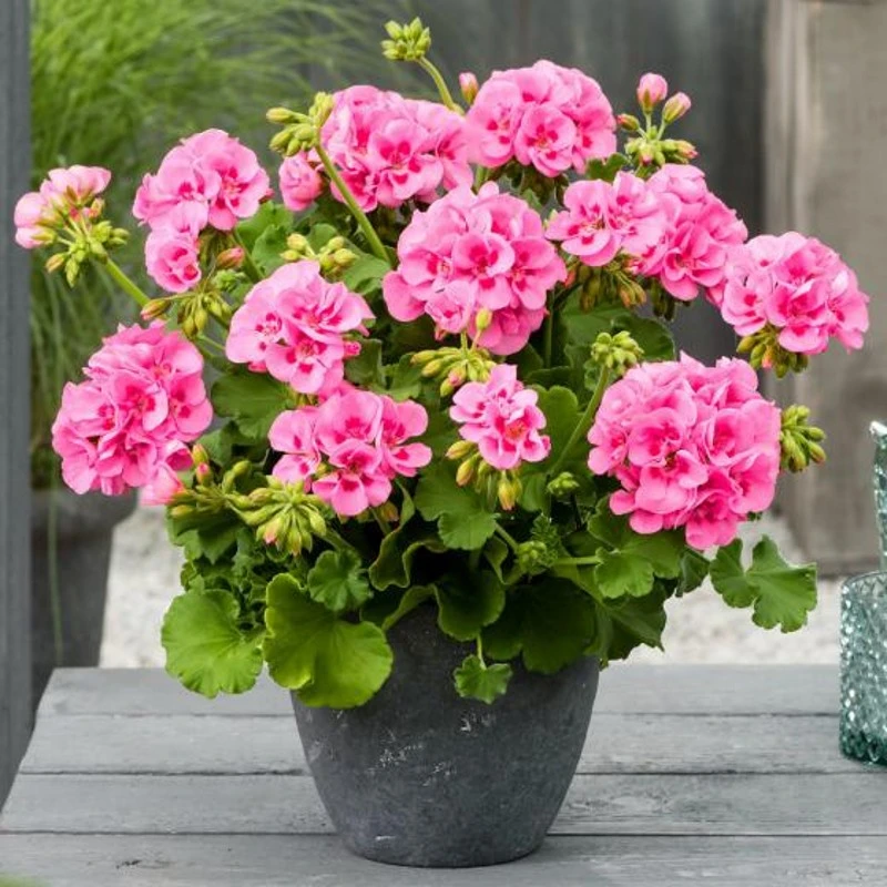【天竺葵】重瓣盆栽花苗大花四季开花不断洋绣球苗室内好养的花卉
