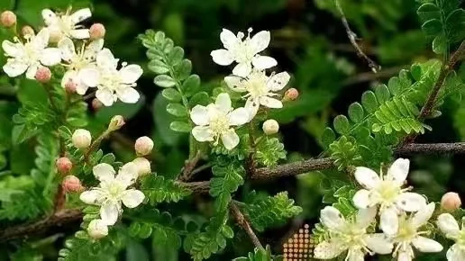云南天然深山盆景小石积、清香木、羊蹄甲、荀子