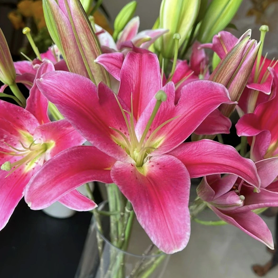 【大红袍香水百合】东北直发家庭水生鲜切花清新淡雅浪漫包邮漂亮好