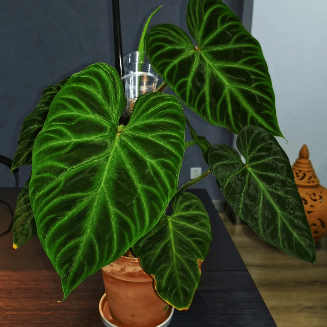 荧光蔓绿绒稀有热植物鱼骨蔓绿绒黄貂鱼蔓绿绒魔镜蔓绿绒观叶植物