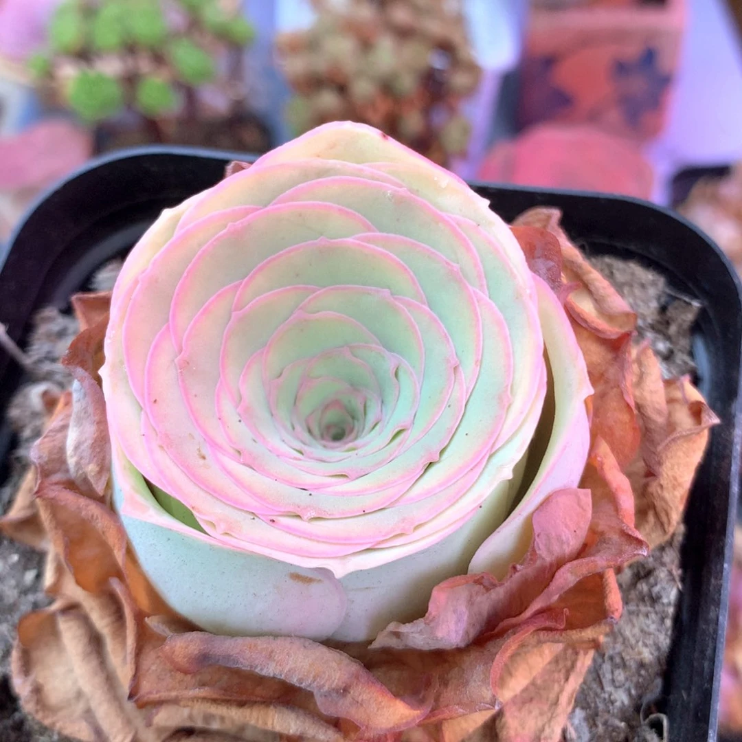 一物一拍晚照007