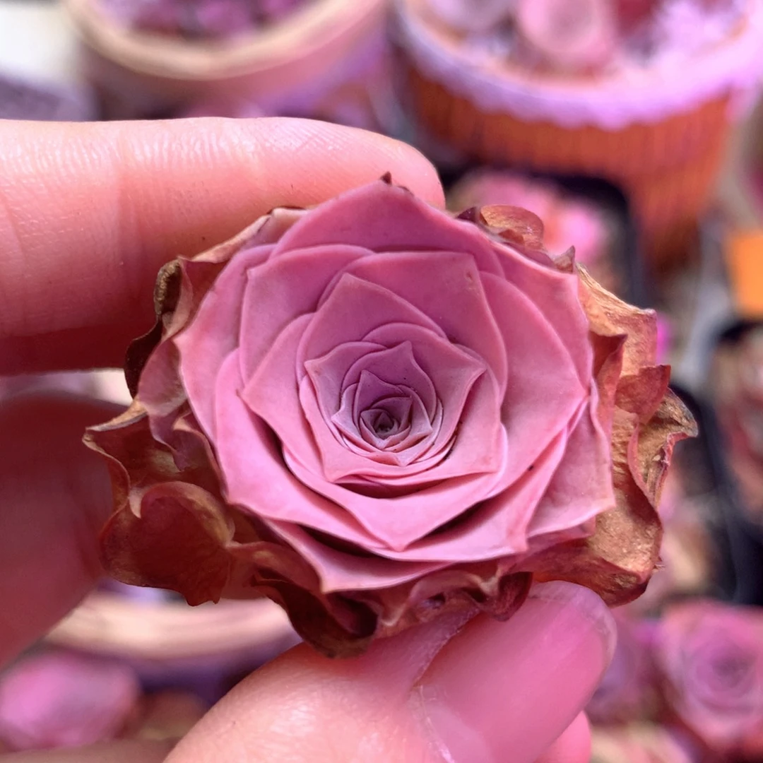 一物一拍绮梦辰光166