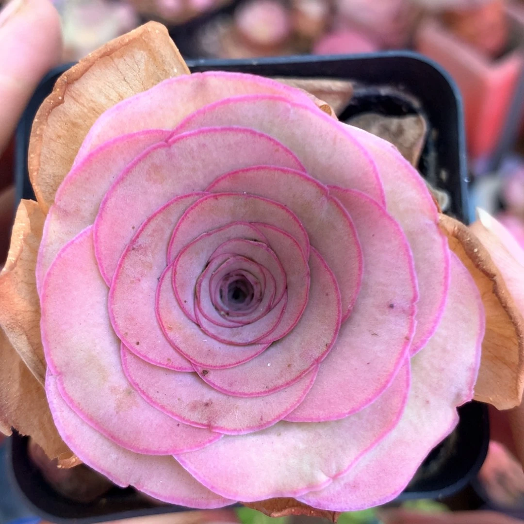 一物一拍帕系列139