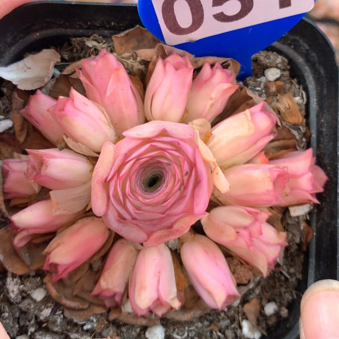 一物一拍初见051