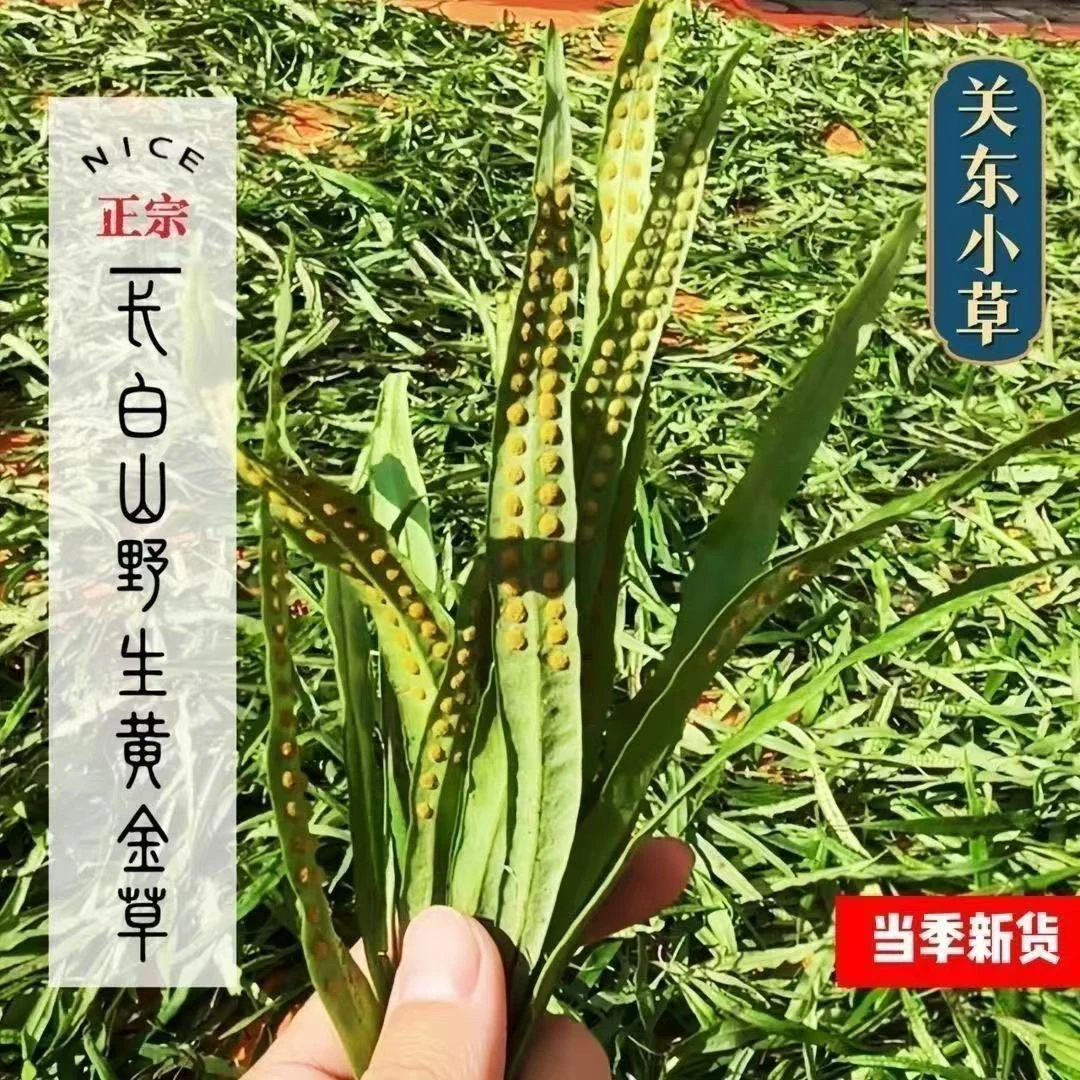 【长白山老万专属】长白山黄金草茶  手工精选孢子多 泡水煮水泡酒