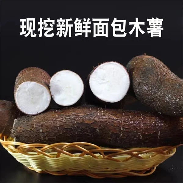 广东白肉木薯特产新鲜粉糯甜板栗蜜薯现挖现白心肉面包木薯番薯