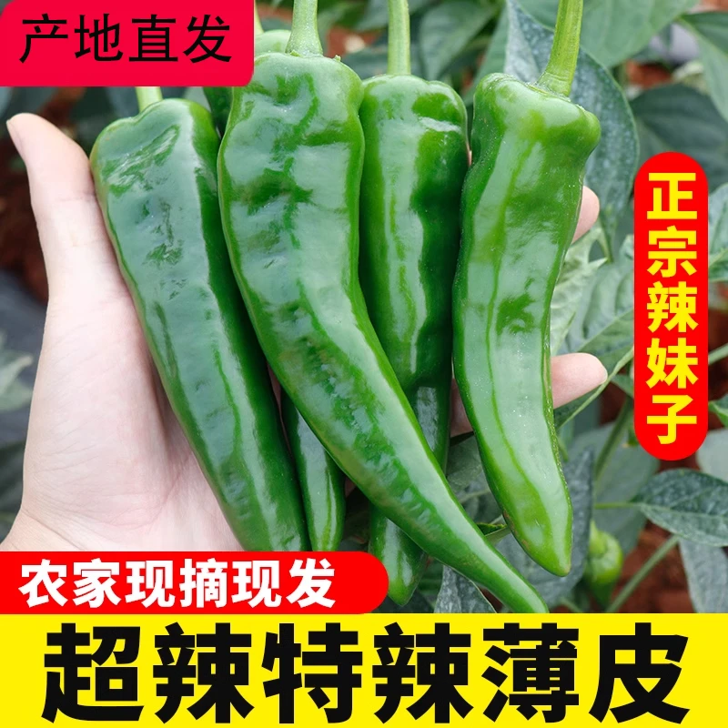 辣妹子辣椒新鲜特辣辣椒薄皮青椒虎皮尖椒腌辣椒农家蔬香辣批发