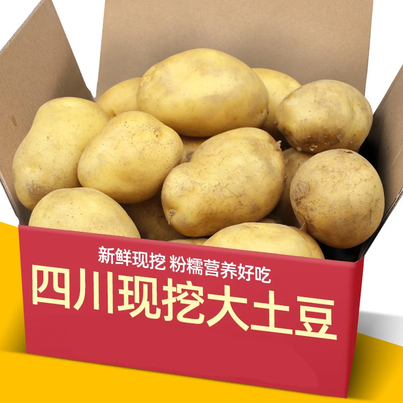 正宗四川高山土豆农家新鲜现挖红皮黄心小土豆批发马铃薯洋芋蔬菜