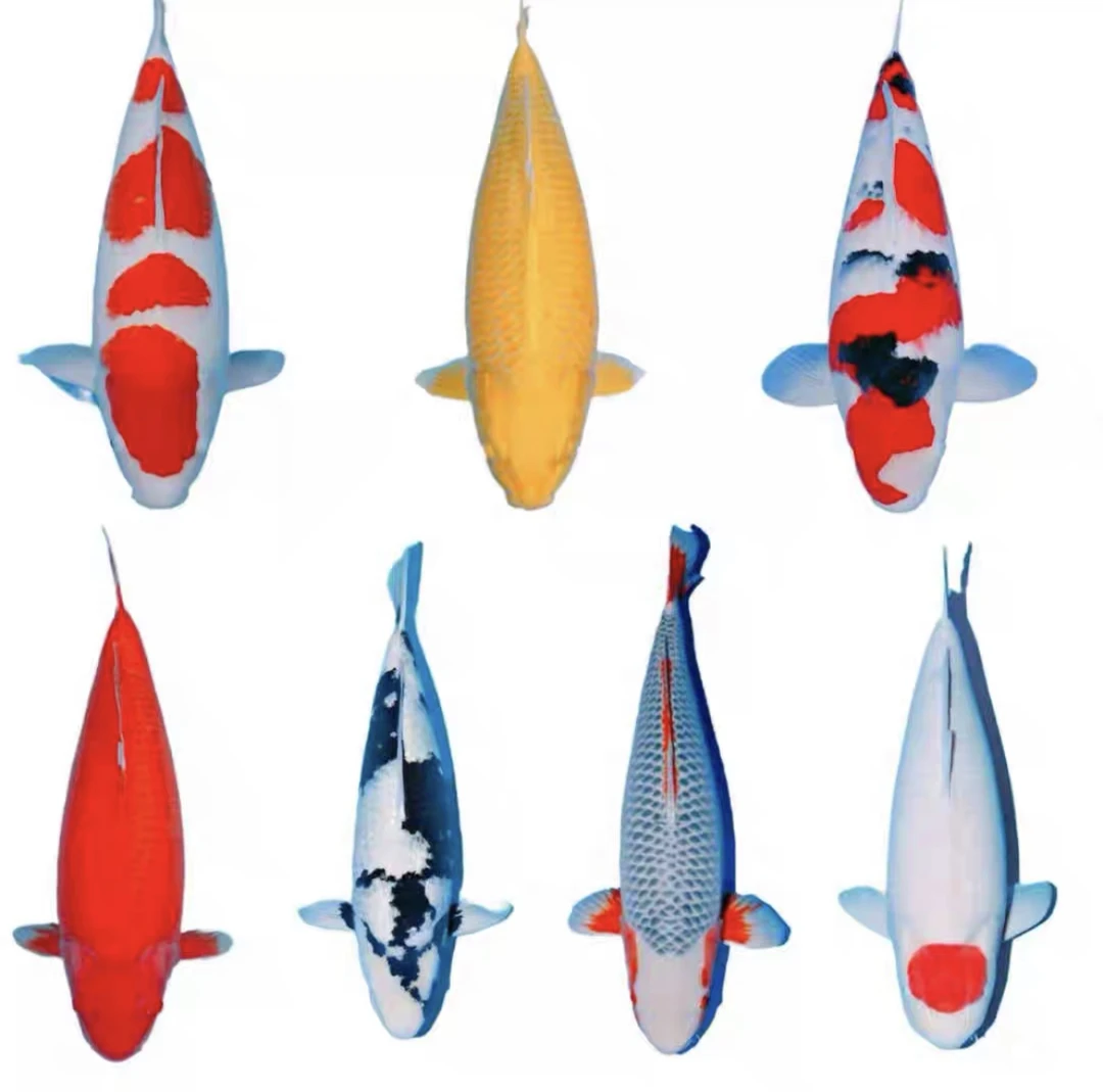 [钱途锦鲤]日本血统锦鲤直播间专用