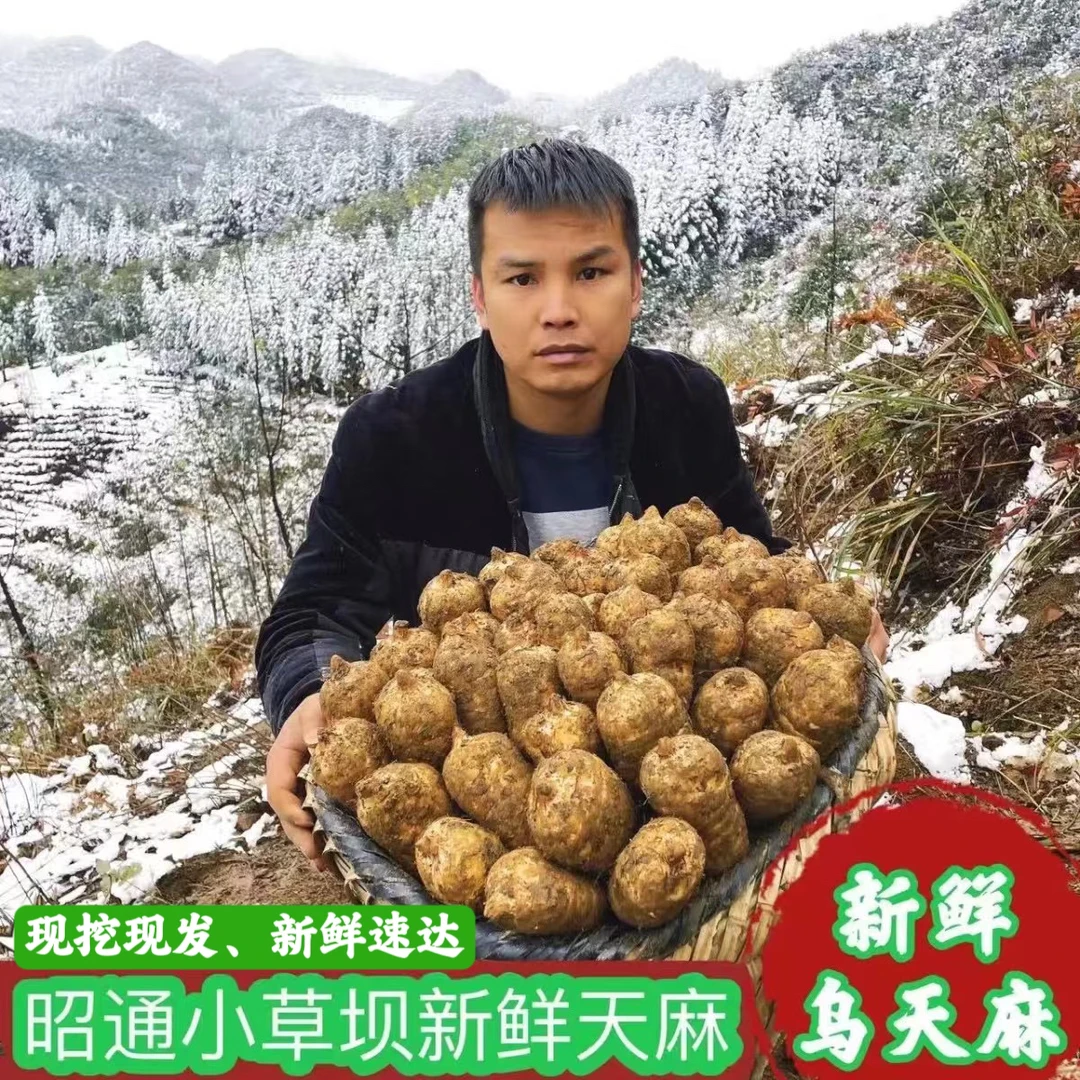云南昭通小草坝新鲜天麻包邮正品滋补现挖方野生特级天然乌天麻