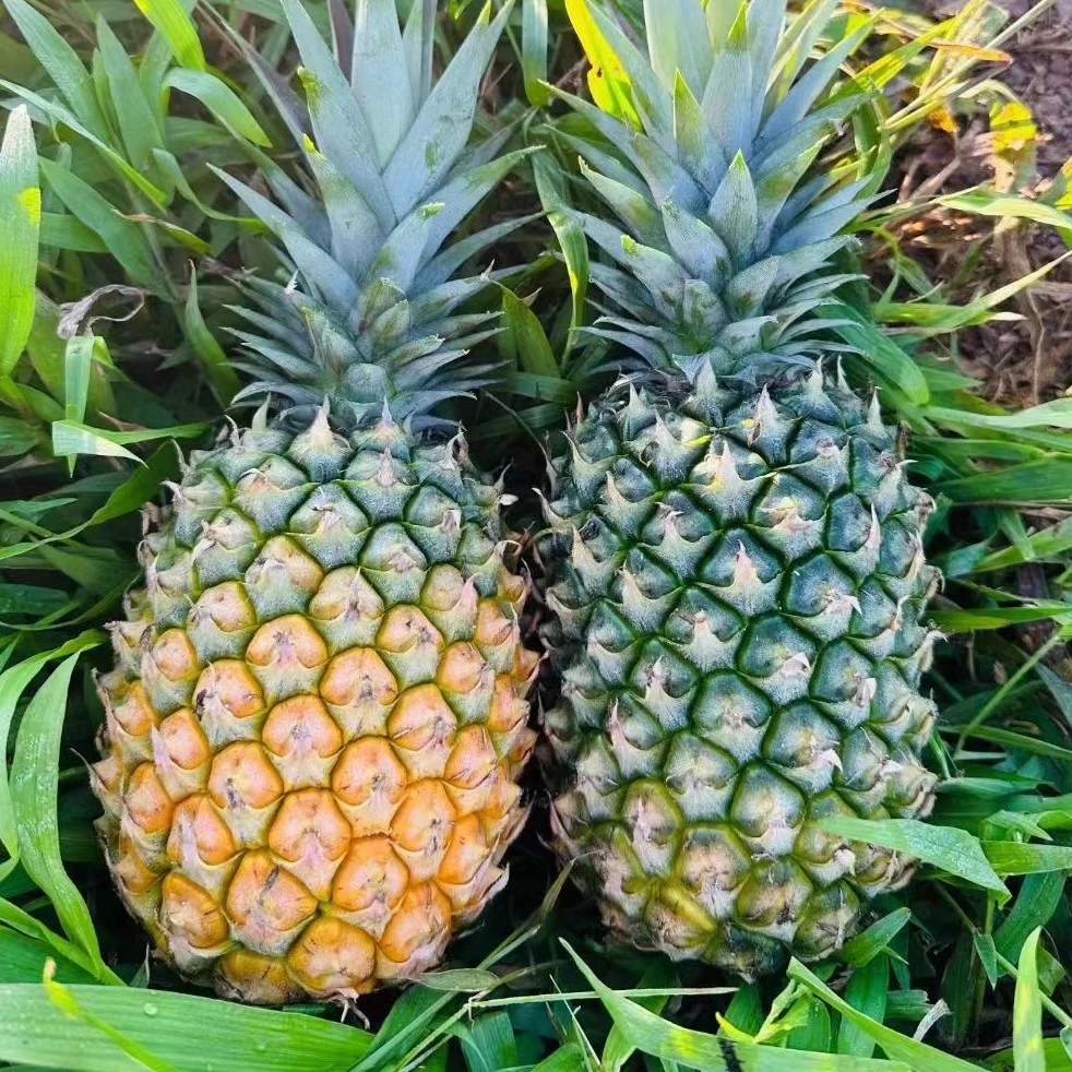 【佳时精选】海南金钻凤梨3-9斤装不是菠萝香甜新鲜汁水食用水果