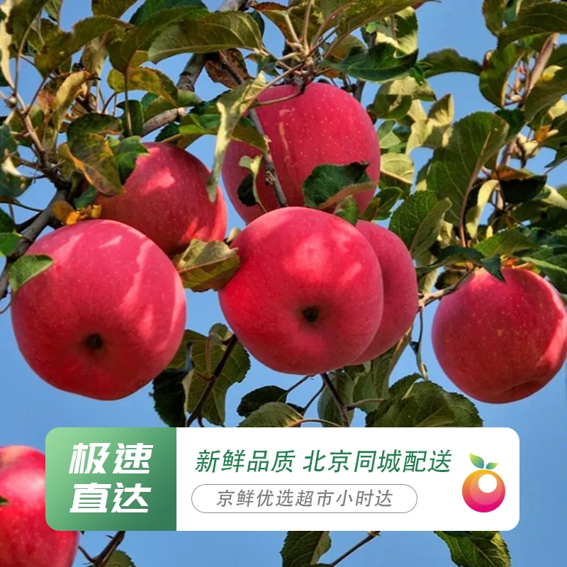 【京郊老式红富士】4斤-中果！多汁儿脆甜果味浓，冰糖心苹果！