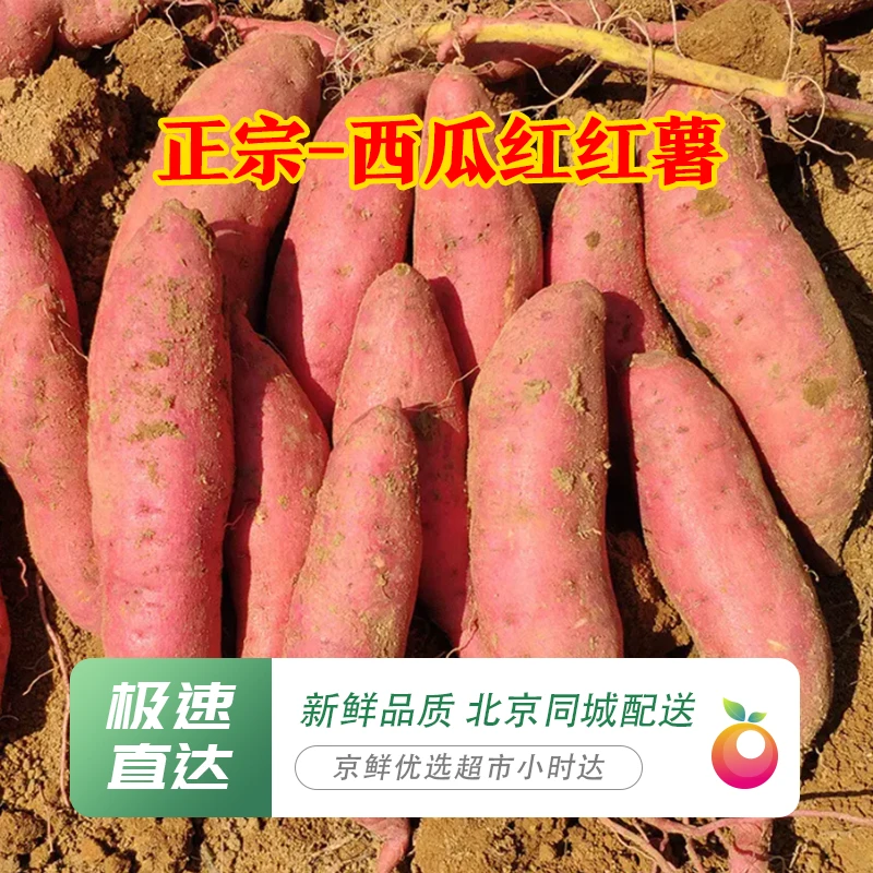 【正宗西瓜红】5斤！甜糯无丝，有丝包退！沙土地红薯，蒸烤冒油儿！