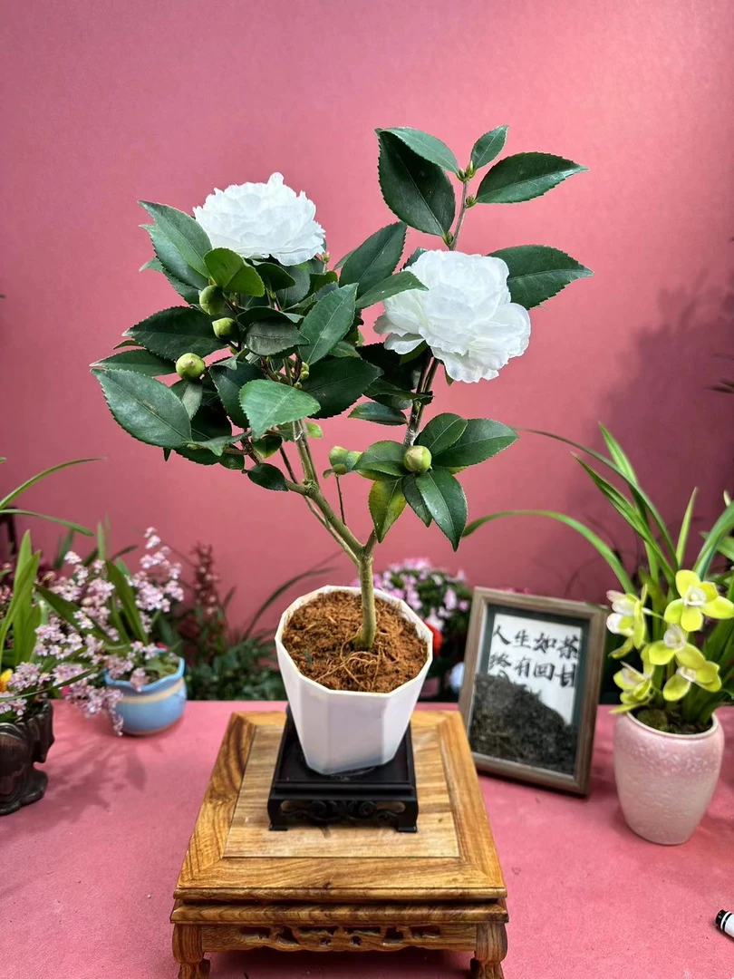 白色 山茶花 清香型四季花 耐寒 书房卧室客厅