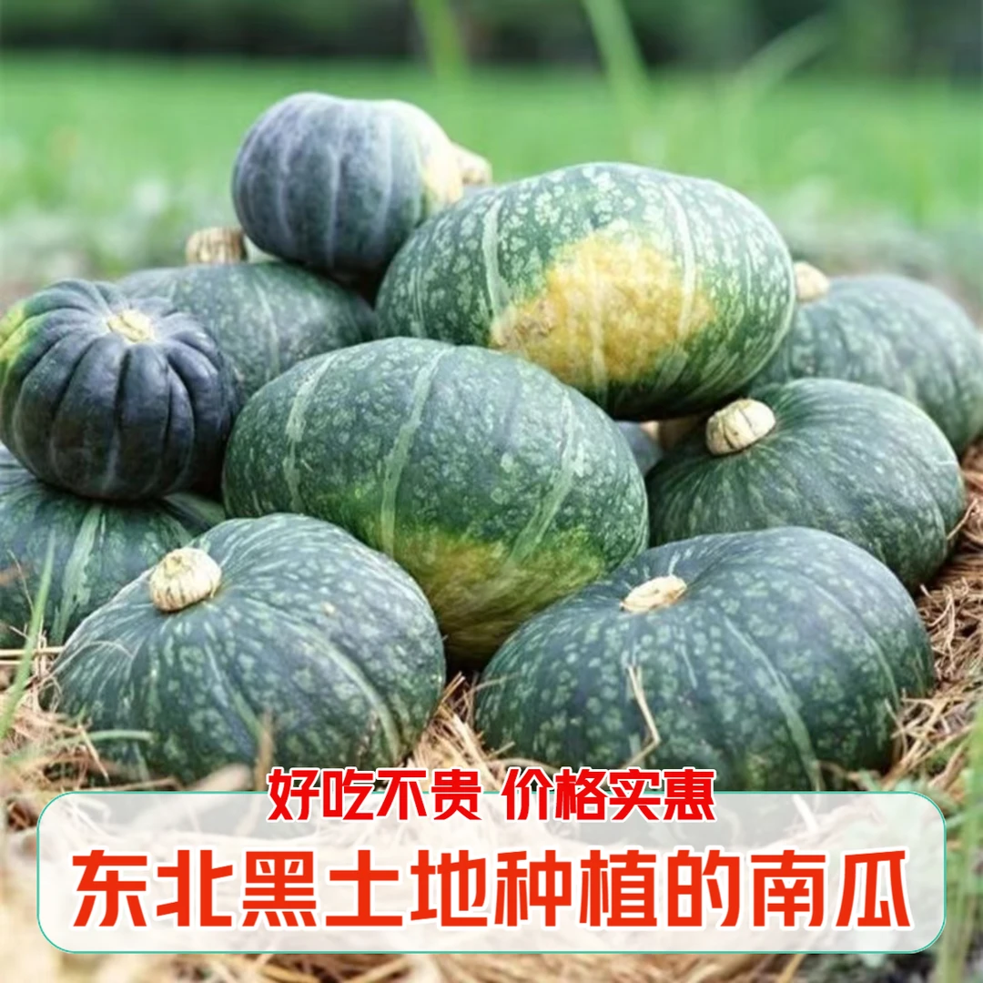 黑河孙吴黑土地窝瓜谢花面 农家南瓜倭瓜儿黑龙江