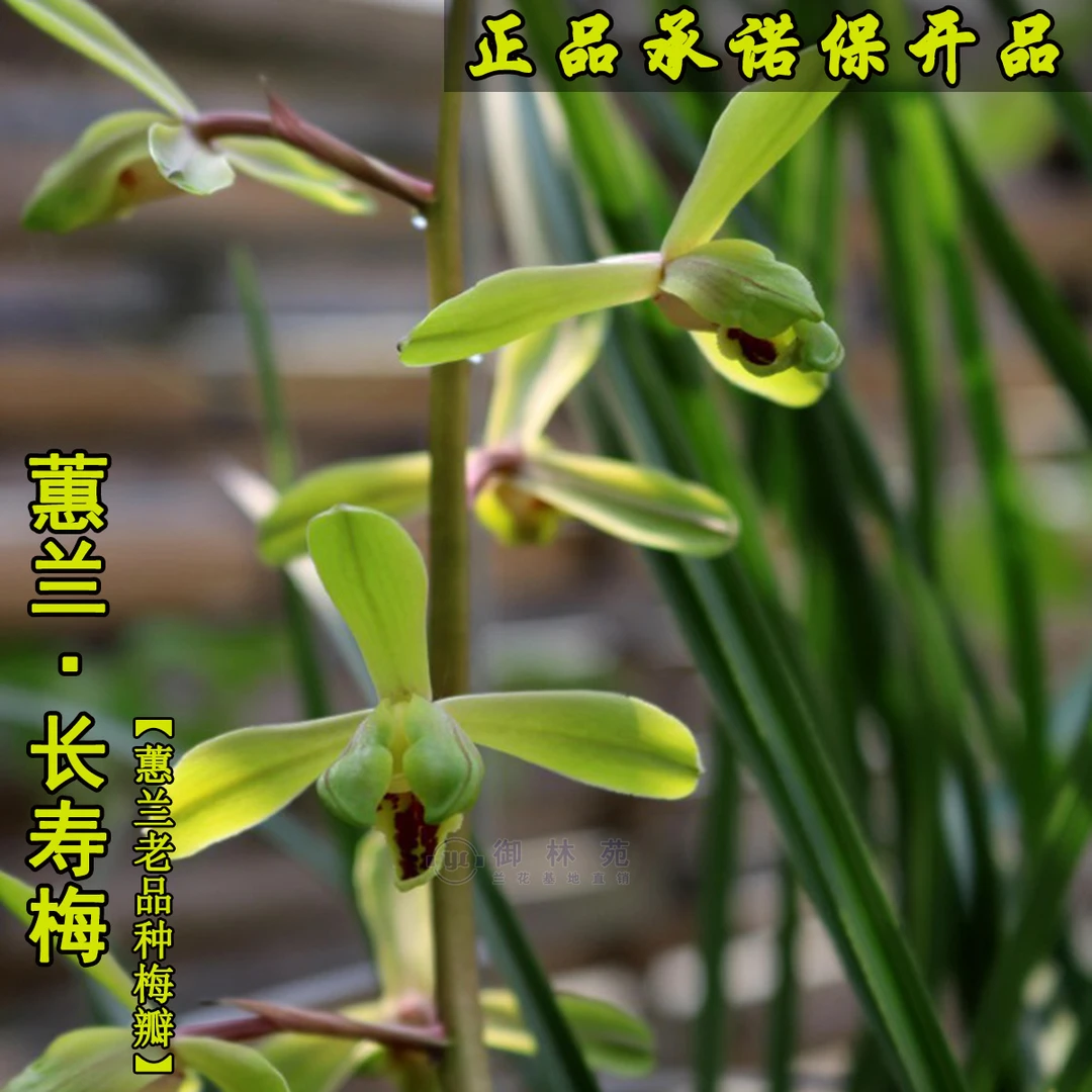 兰花苗蕙兰长寿梅5苗起拍