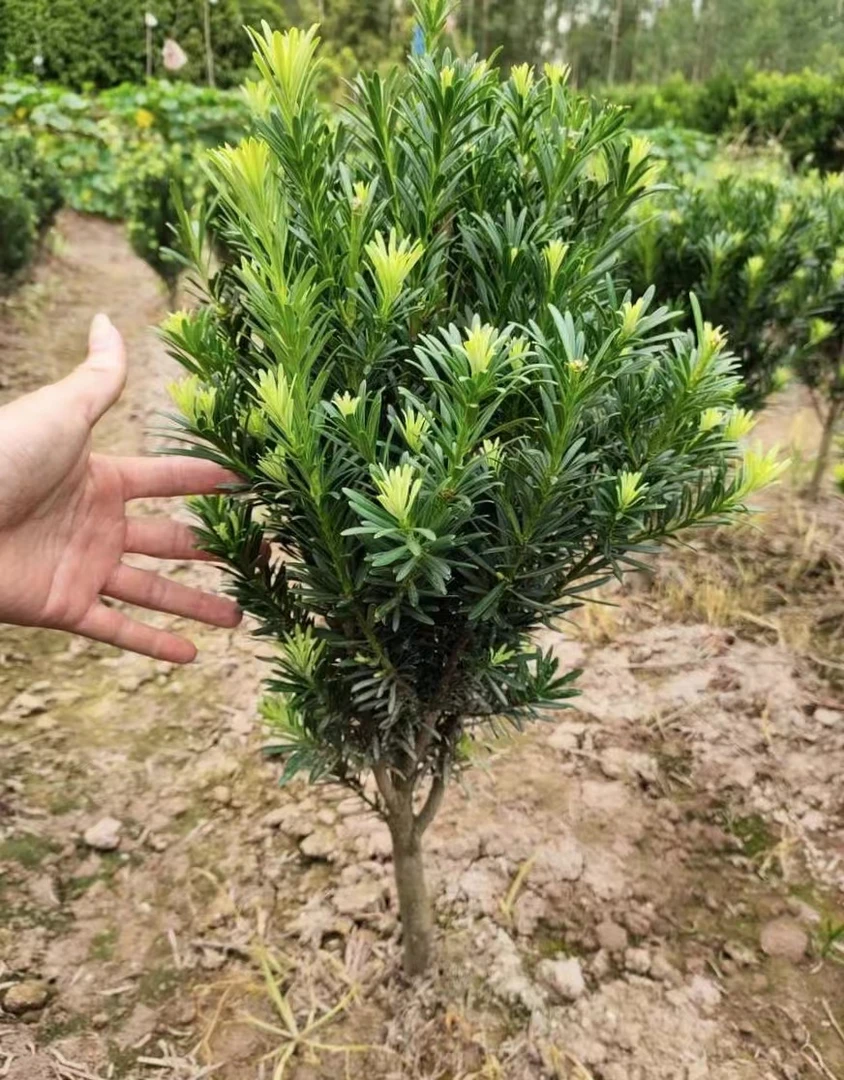 小叶雀舌造型盆景绿植园艺庭院罗汉松