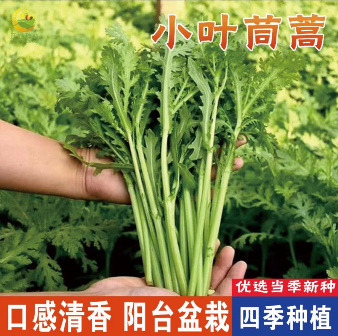 小叶茼蒿种子茼蒿菜籽四季庭院 种子优选四季蔬菜种子高产清香