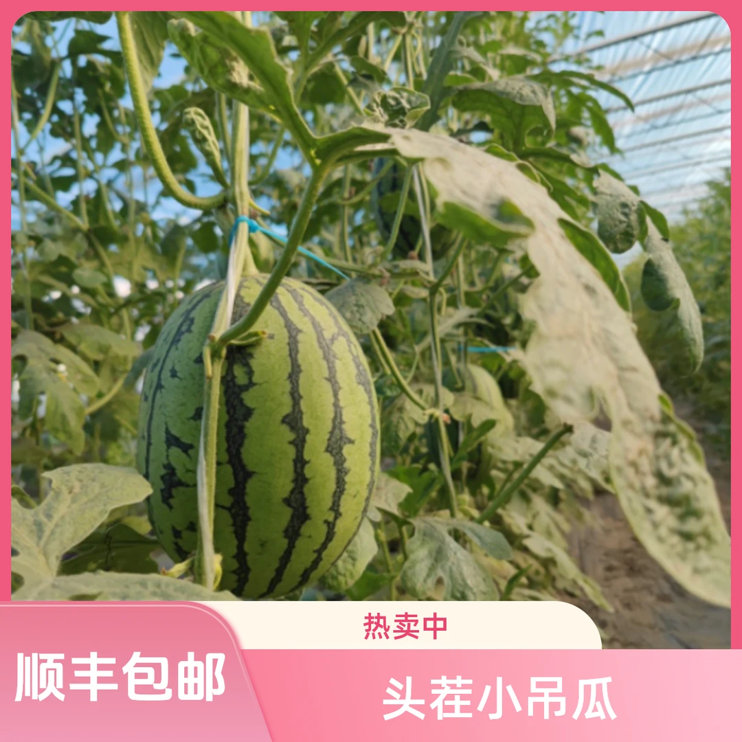 正宗大兴庞各庄头茬小吊瓜L600 新鲜采摘 现摘现发