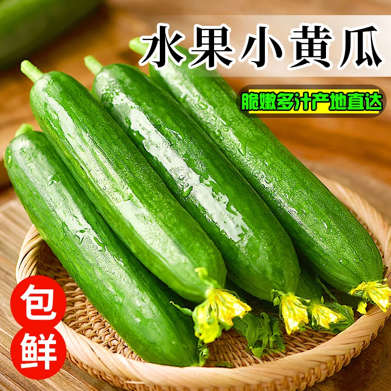 山东水果小黄瓜新鲜现摘现发生吃凉拌无刺小青瓜农家蔬菜爽口种植