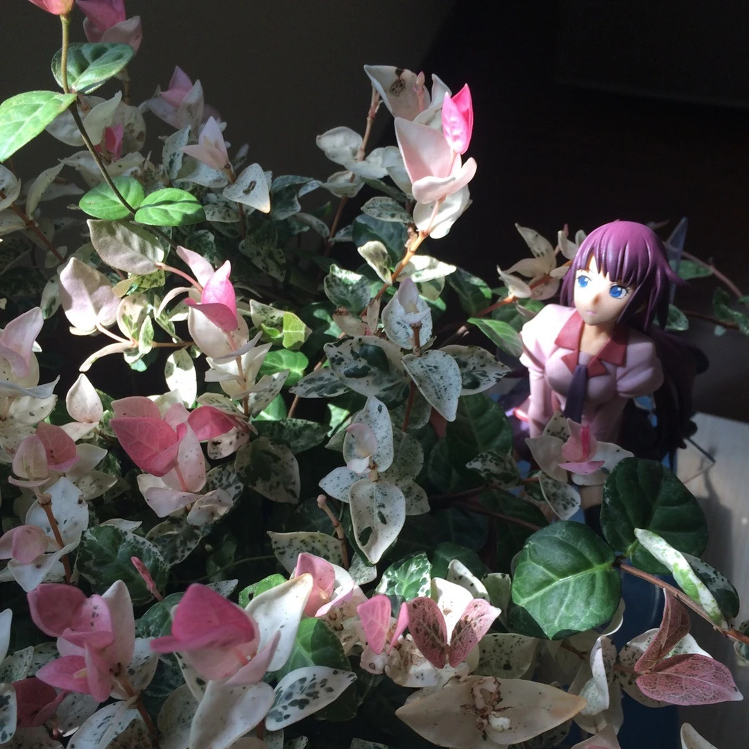 【第2盆8折】花叶络石植物盆栽五彩黄金叶盆栽藤花垂吊花卉四季好养