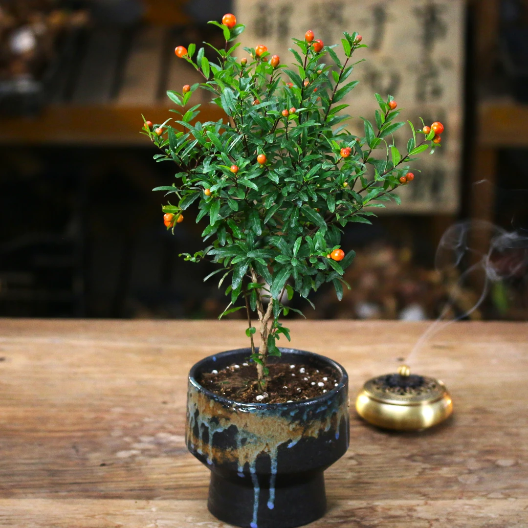石榴树苗庭院阳台露天盆栽地栽水果苗南方北方种植耐寒耐热果苗木