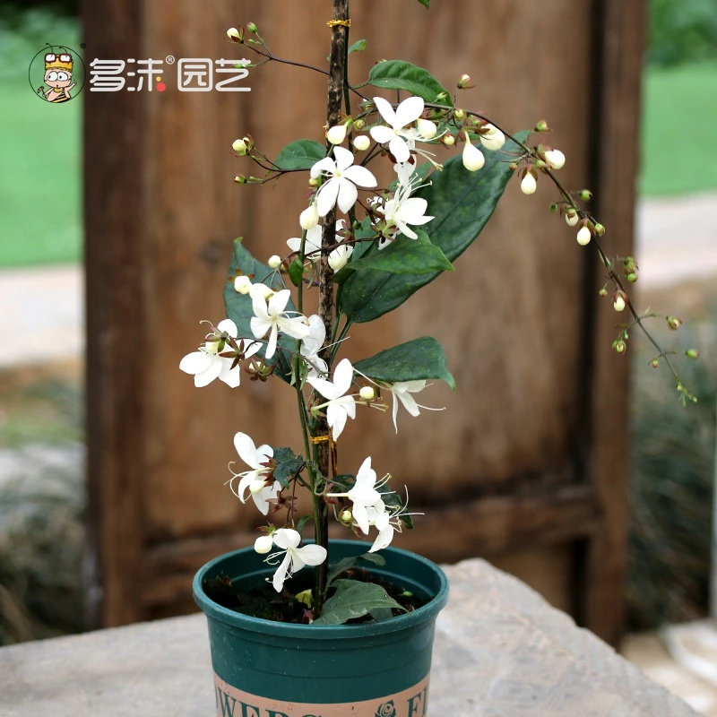 垂丝茉莉花盆栽垂枝茉莉玉蝴蝶大苗泰国红萼造型绿植