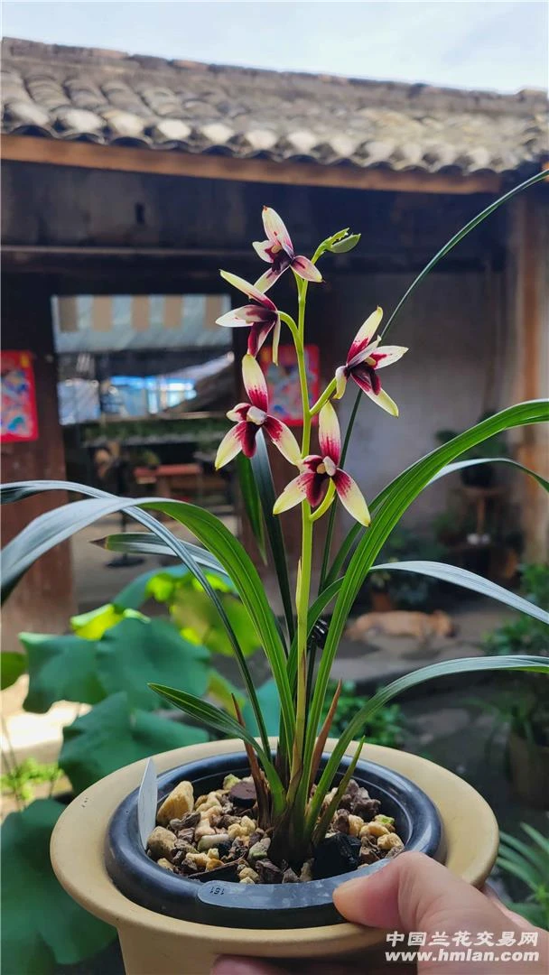 赤诚（峨眉晨光）子母爷3苗带花，长31cm，宽1.5cm