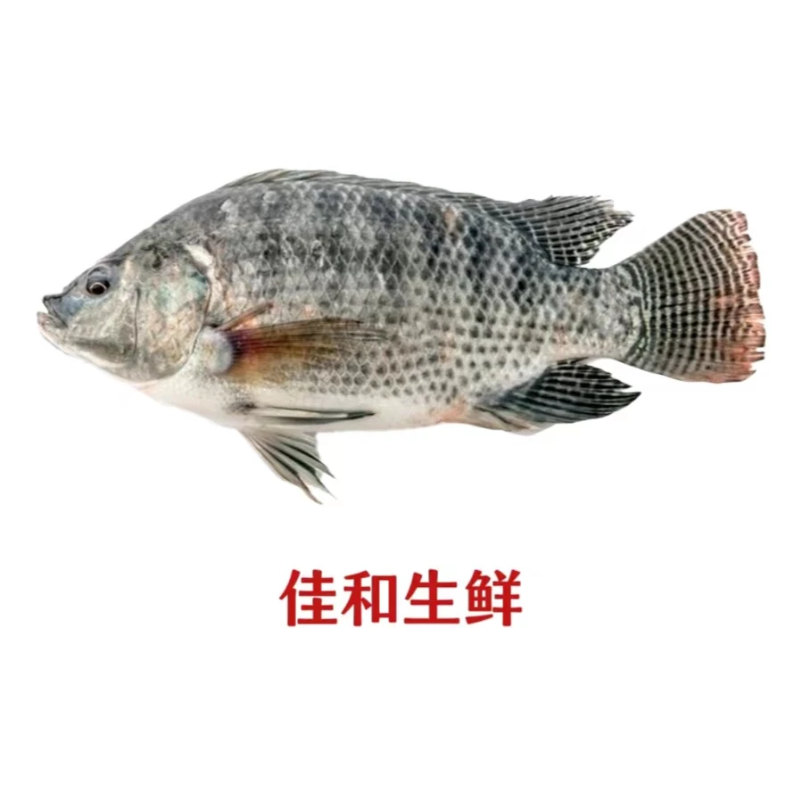 活福寿鱼约650克